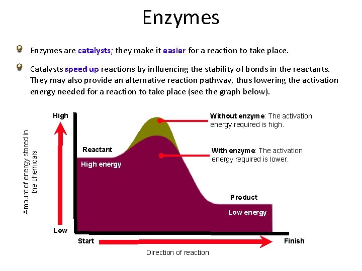 Enzymes are catalysts; they make it easier for a reaction to take place. Catalysts