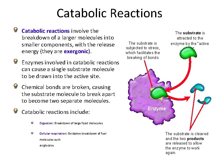 Catabolic Reactions Catabolic reactions involve the breakdown of a larger molecules into smaller components,