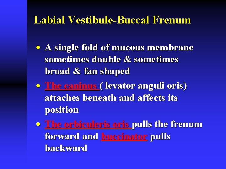 Labial Vestibule-Buccal Frenum · A single fold of mucous membrane sometimes double & sometimes