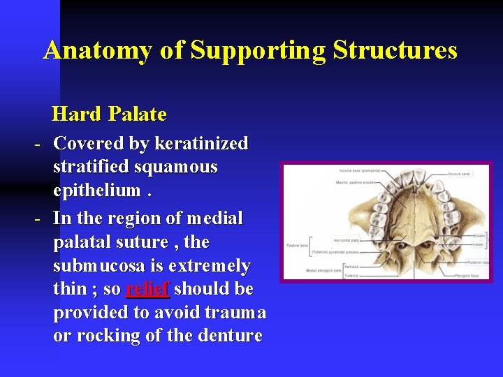Anatomy of Supporting Structures Hard Palate - Covered by keratinized stratified squamous epithelium. -