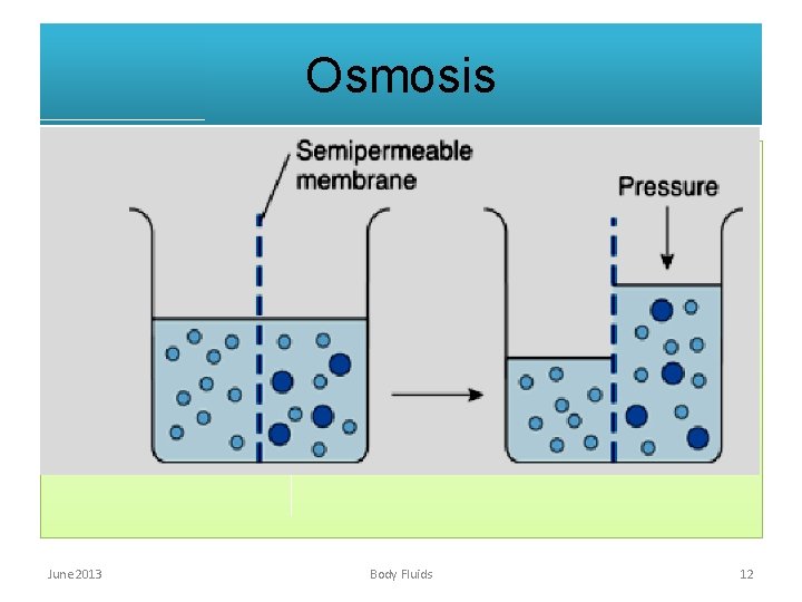 Osmosis • Diffusion of solvent molecules into a region in which there is a