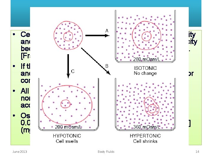 Importance of Osmolality • Cells swell when exposed to extracellular hypotonicity and shrink when