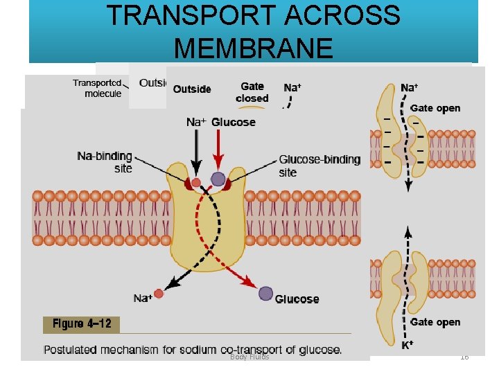 TRANSPORT ACROSS MEMBRANE June 2013 Body Fluids 16 