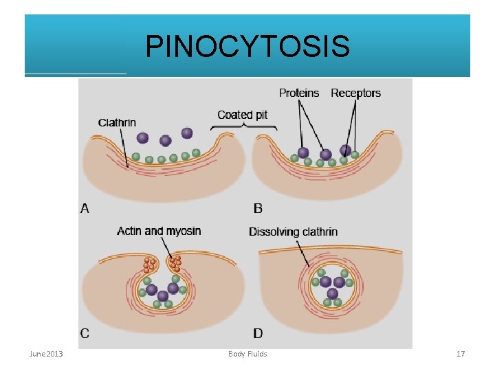 PINOCYTOSIS June 2013 Body Fluids 17 