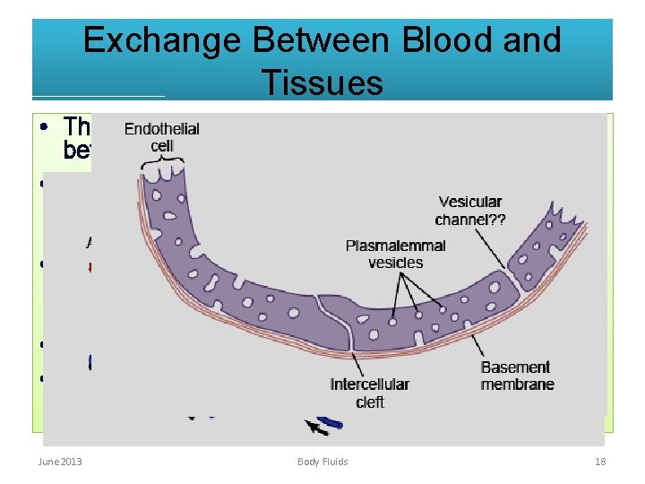 Exchange Between Blood and Tissues • The exchange occurs through capillaries which lie between