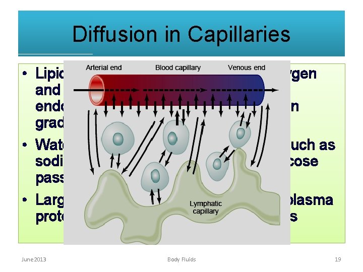 Diffusion in Capillaries • Lipid soluble substances including oxygen and carbon dioxide diffuse across