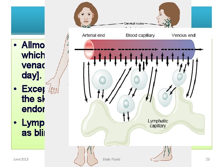 Role of Lymphatics • Allmost all tissues have lymphatics channels which coalase and open