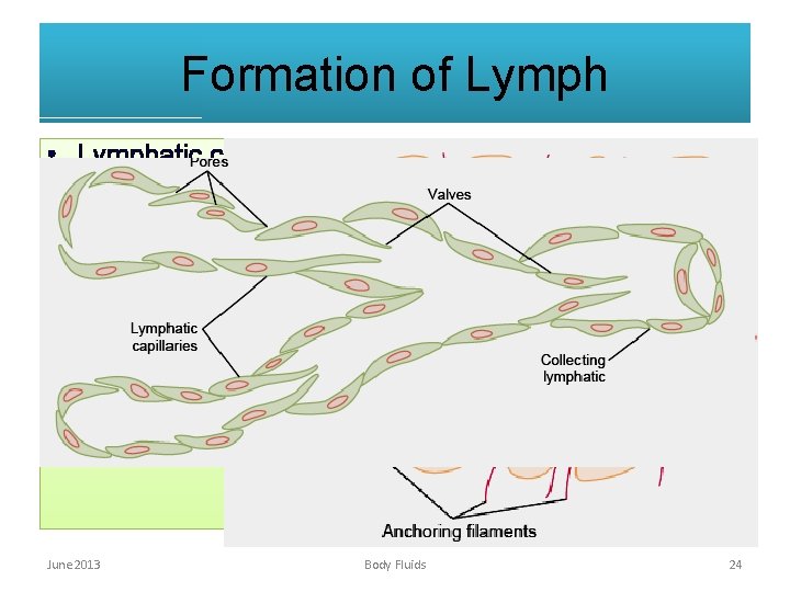 Formation of Lymph • Lymphatic capillaries are made of endothelial cells which are attached