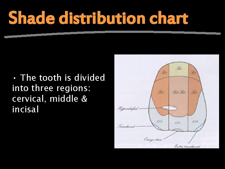 Shade distribution chart • The tooth is divided into three regions: cervical, middle &