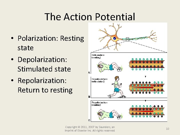 The Action Potential • Polarization: Resting state • Depolarization: Stimulated state • Repolarization: Return