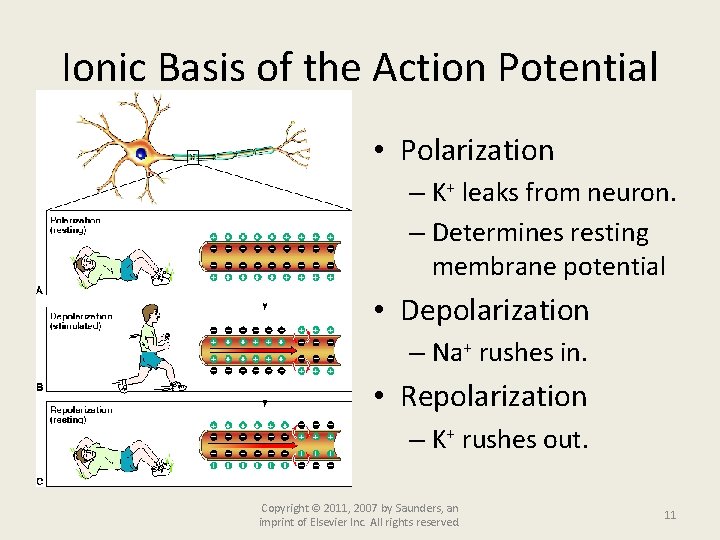 Ionic Basis of the Action Potential • Polarization – K+ leaks from neuron. –