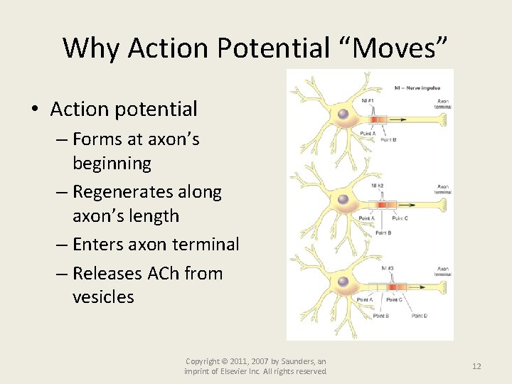 Why Action Potential “Moves” • Action potential – Forms at axon’s beginning – Regenerates