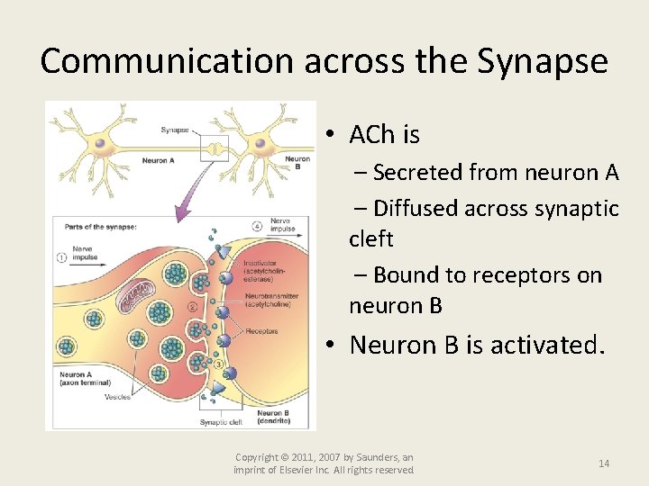 Communication across the Synapse • ACh is – Secreted from neuron A – Diffused