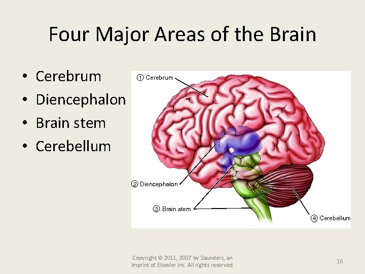 Four Major Areas of the Brain • • Cerebrum Diencephalon Brain stem Cerebellum Copyright