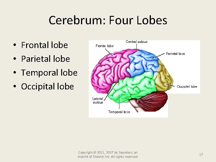 Cerebrum: Four Lobes • • Frontal lobe Parietal lobe Temporal lobe Occipital lobe Copyright