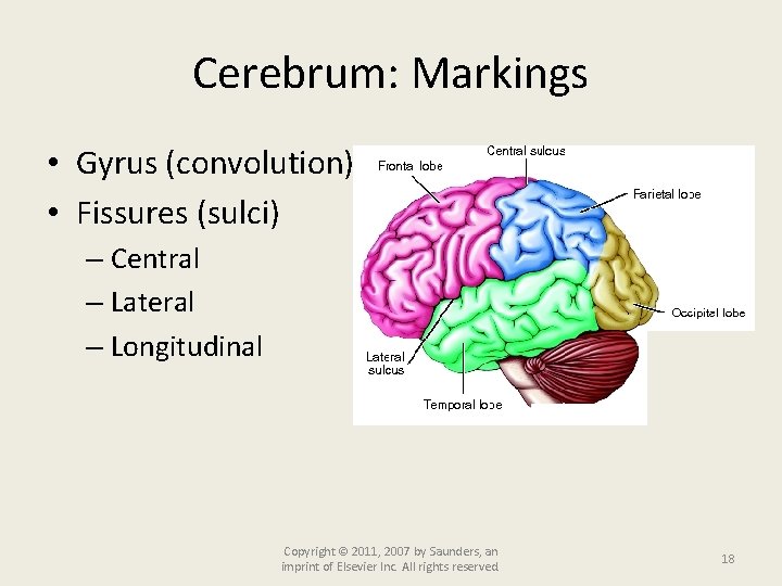 Cerebrum: Markings • Gyrus (convolution) • Fissures (sulci) – Central – Lateral – Longitudinal