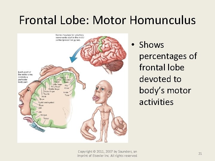 Frontal Lobe: Motor Homunculus • Shows percentages of frontal lobe devoted to body’s motor