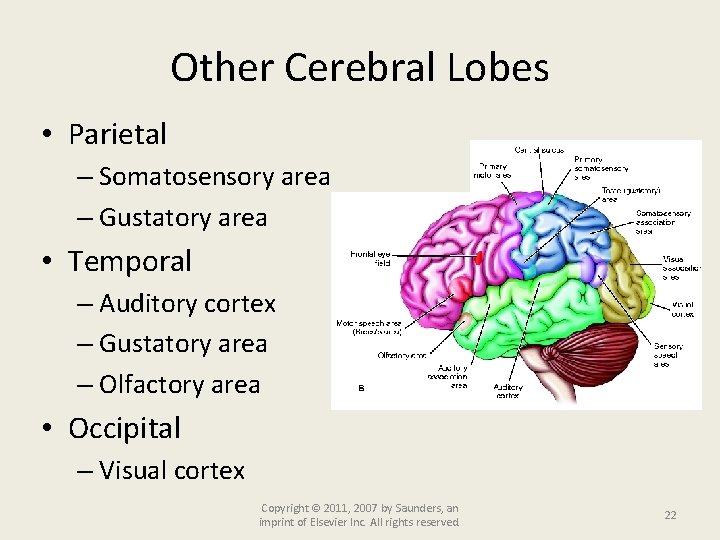 Other Cerebral Lobes • Parietal – Somatosensory area – Gustatory area • Temporal –