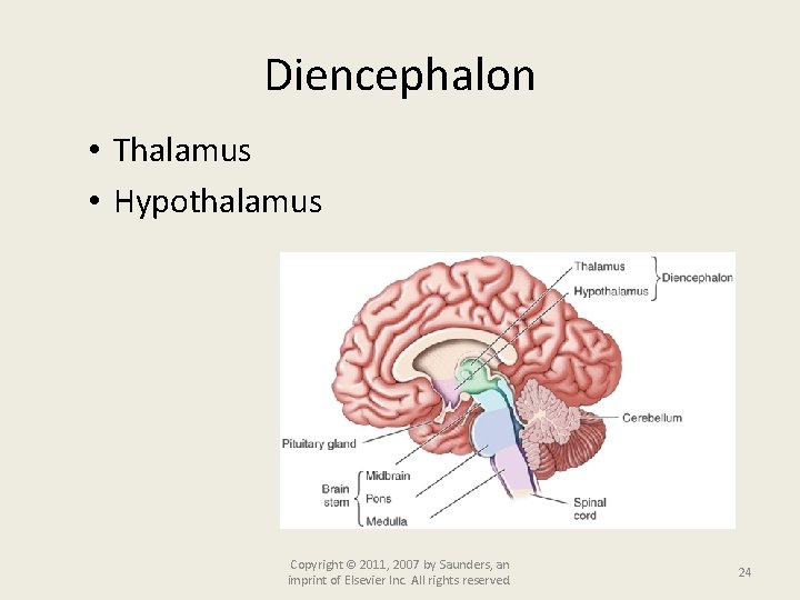 Diencephalon • Thalamus • Hypothalamus Copyright © 2011, 2007 by Saunders, an imprint of