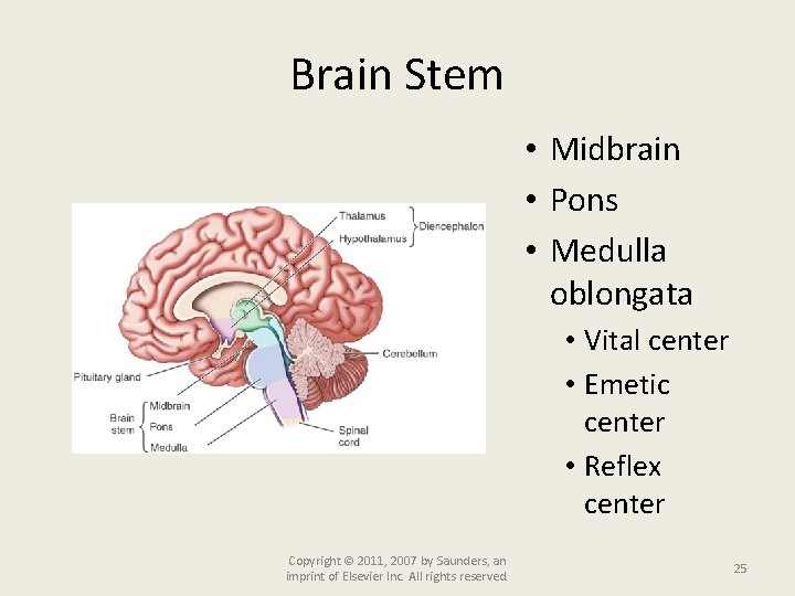 Brain Stem • Midbrain • Pons • Medulla oblongata • Vital center • Emetic