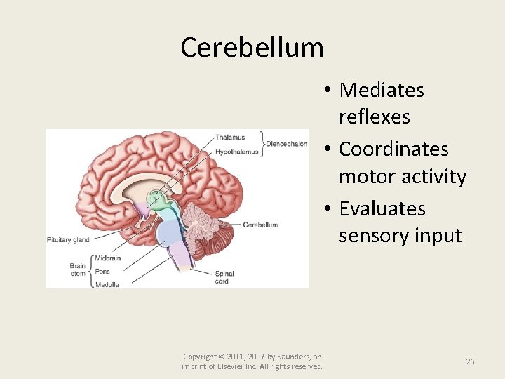 Cerebellum • Mediates reflexes • Coordinates motor activity • Evaluates sensory input Copyright ©