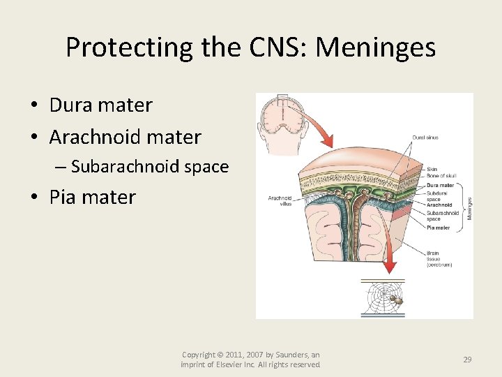 Protecting the CNS: Meninges • Dura mater • Arachnoid mater – Subarachnoid space •