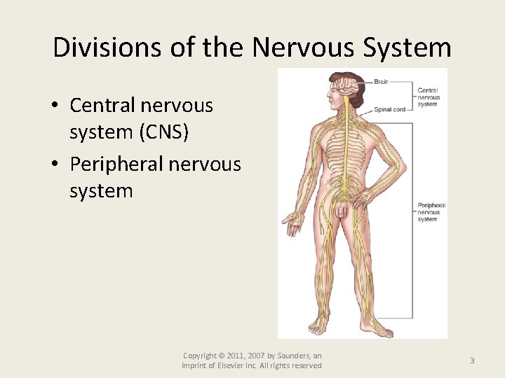 Divisions of the Nervous System • Central nervous system (CNS) • Peripheral nervous system