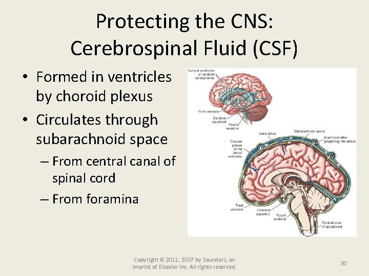 Protecting the CNS: Cerebrospinal Fluid (CSF) • Formed in ventricles by choroid plexus •