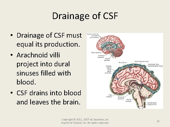 Drainage of CSF • Drainage of CSF must equal its production. • Arachnoid villi