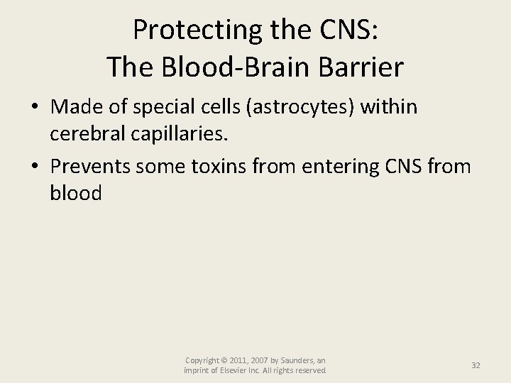 Protecting the CNS: The Blood-Brain Barrier • Made of special cells (astrocytes) within cerebral