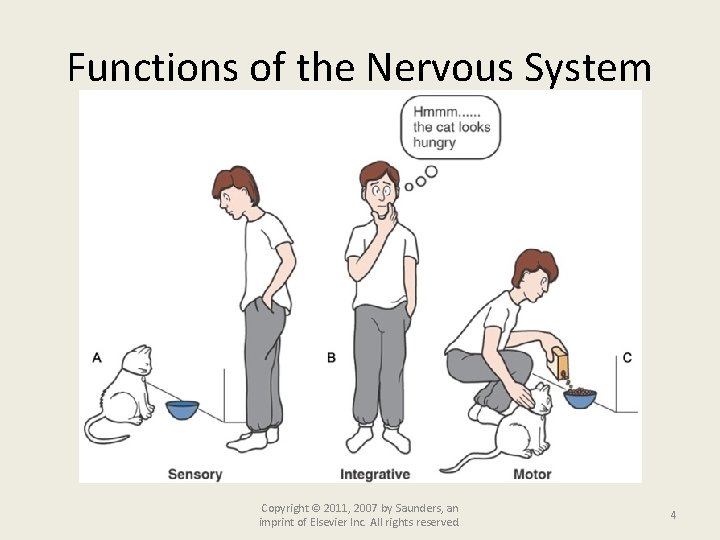 Functions of the Nervous System Copyright © 2011, 2007 by Saunders, an imprint of