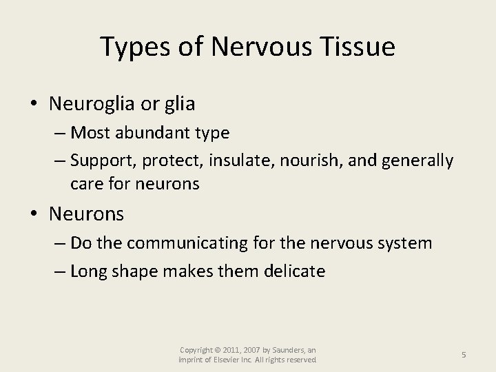 Types of Nervous Tissue • Neuroglia or glia – Most abundant type – Support,