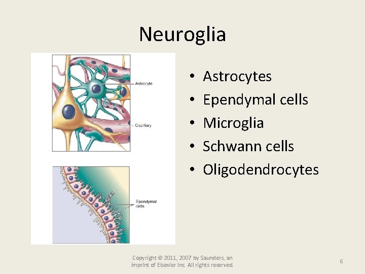 Neuroglia • • • Astrocytes Ependymal cells Microglia Schwann cells Oligodendrocytes Copyright © 2011,