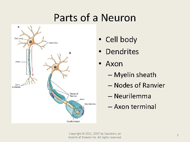 Parts of a Neuron • Cell body • Dendrites • Axon – Myelin sheath