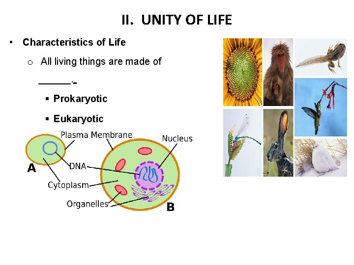 II. UNITY OF LIFE • Characteristics of Life o All living things are made