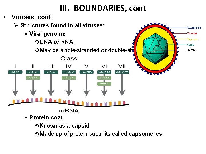 III. BOUNDARIES, cont • Viruses, cont Ø Structures found in all viruses: § Viral