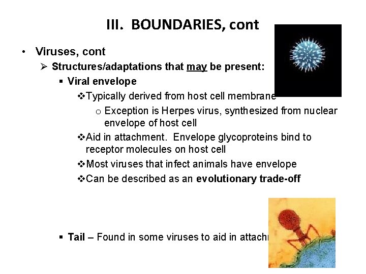 III. BOUNDARIES, cont • Viruses, cont Ø Structures/adaptations that may be present: § Viral