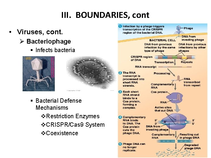 III. BOUNDARIES, cont • Viruses, cont. Ø Bacteriophage § Infects bacteria § Bacterial Defense