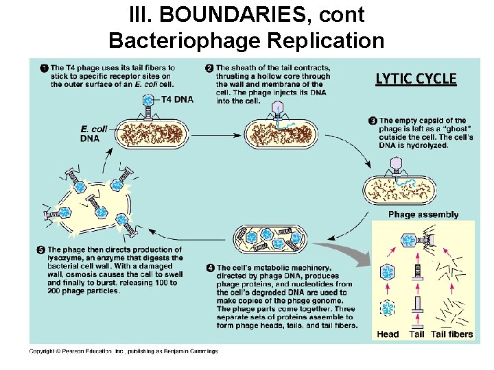 III. BOUNDARIES, cont Bacteriophage Replication LYTIC CYCLE 1. Lytic Cycle – Results in death