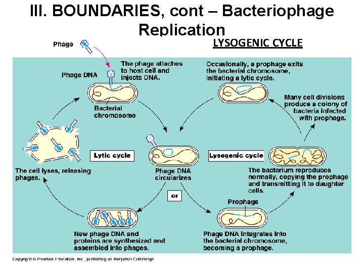 III. BOUNDARIES, cont – Bacteriophage Replication LYSOGENIC CYCLE 
