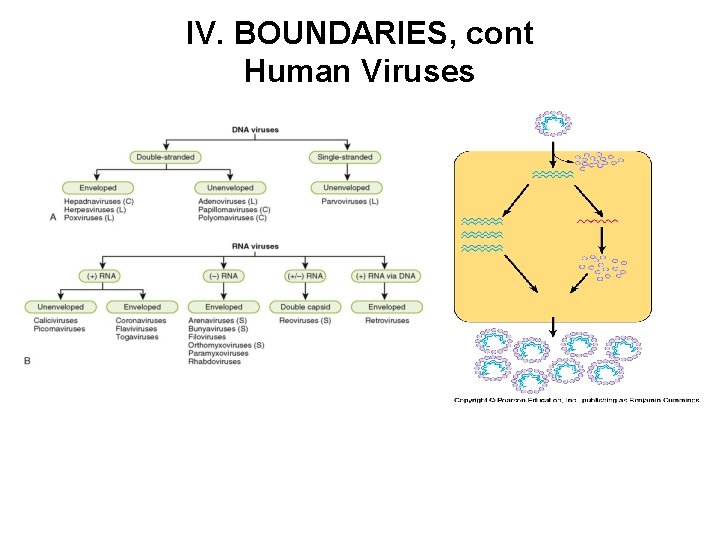 IV. BOUNDARIES, cont Human Viruses 