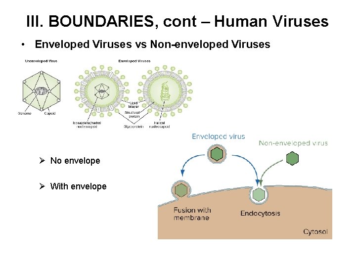 III. BOUNDARIES, cont – Human Viruses • Enveloped Viruses vs Non-enveloped Viruses Ø No