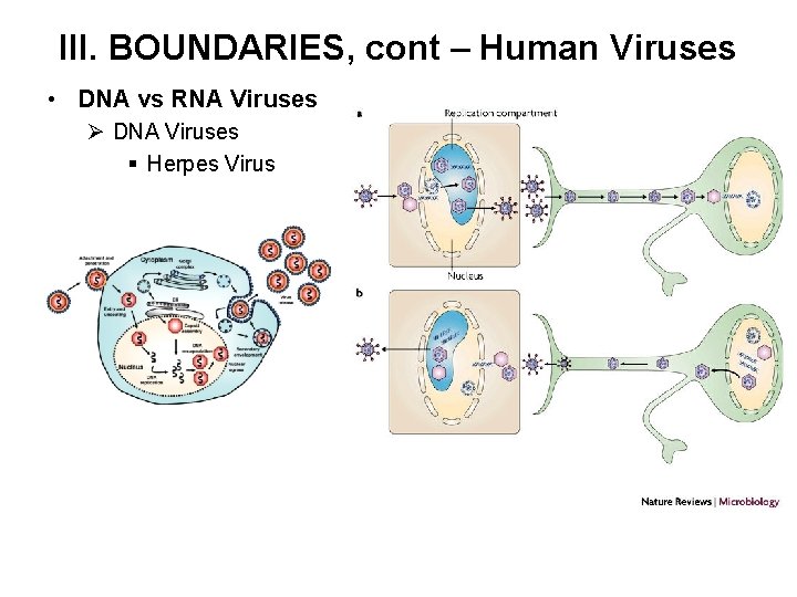 III. BOUNDARIES, cont – Human Viruses • DNA vs RNA Viruses Ø DNA Viruses