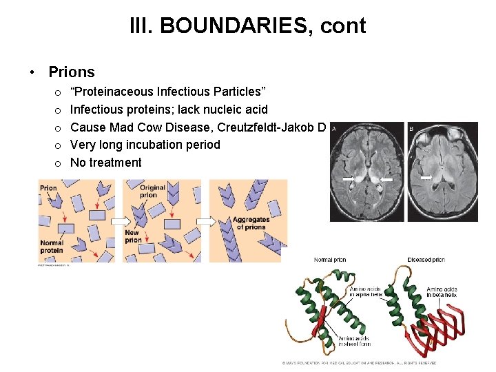 III. BOUNDARIES, cont • Prions o o o “Proteinaceous Infectious Particles” Infectious proteins; lack