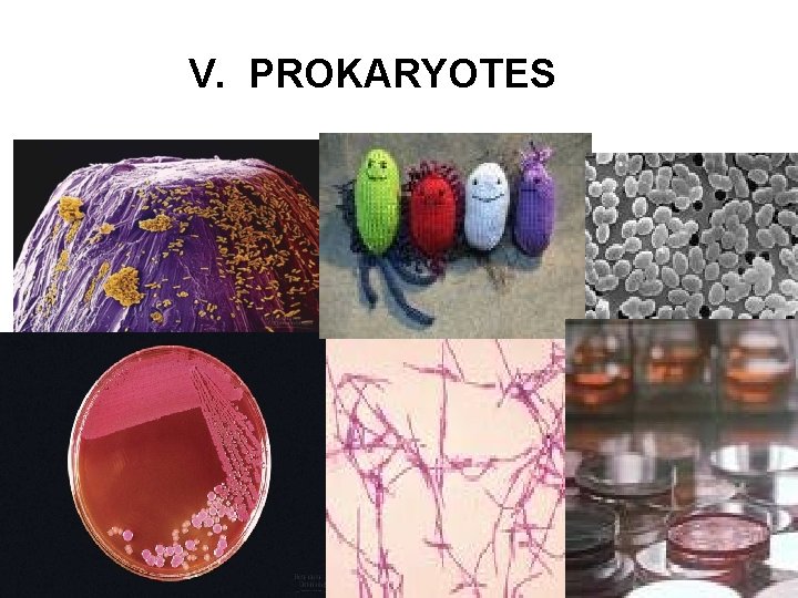 V. PROKARYOTES 