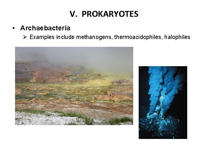 V. PROKARYOTES • Archaebacteria Ø Examples include methanogens, thermoacidophiles, halophiles 