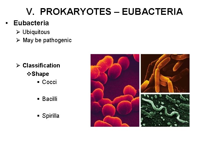 V. PROKARYOTES – EUBACTERIA • Eubacteria Ø Ubiquitous Ø May be pathogenic Ø Classification