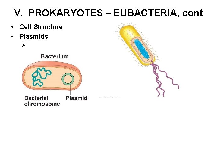 V. PROKARYOTES – EUBACTERIA, cont • Cell Structure • Plasmids Ø 