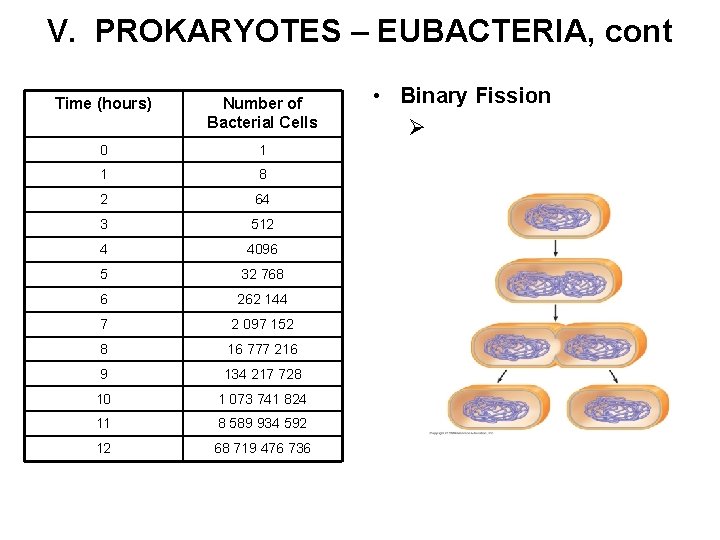 V. PROKARYOTES – EUBACTERIA, cont Time (hours) Number of Bacterial Cells 0 1 1