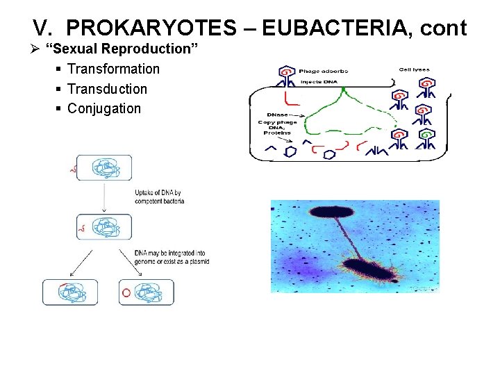 V. PROKARYOTES – EUBACTERIA, cont Ø “Sexual Reproduction” § Transformation § Transduction § Conjugation